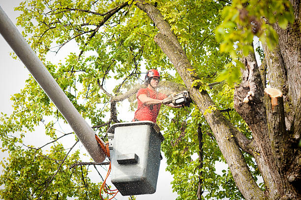 Professional Tree Removal in Rosemount, MN